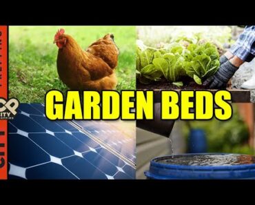 Building A Backyard Homestead: Garden Beds, Chickens, Seedlings