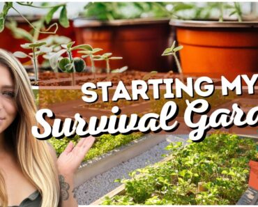 Starting My Survival Garden | Winter Sowing