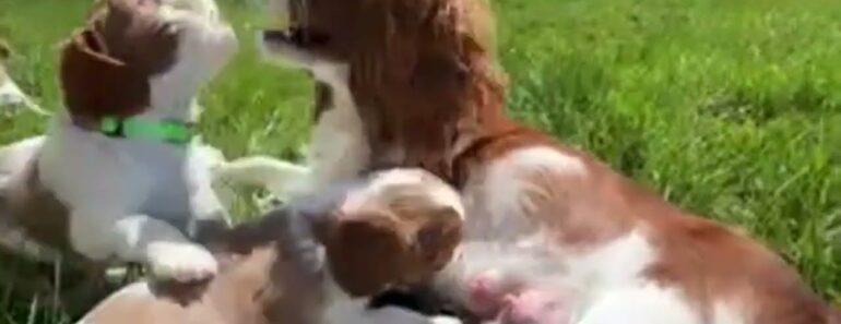 Cavalier Puppies Live: Remy Plays with her Puppies Outside!