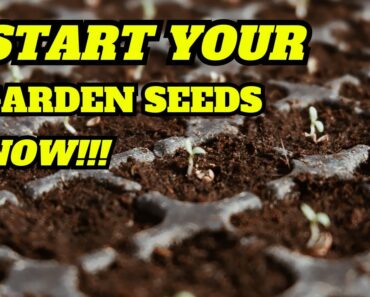 Food Crisis 2023: Start Your Prepper's Garden Now Before Seeds Run Out | Seed Starting Indoors