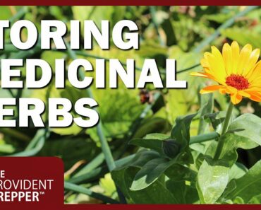 Prepper Pharmacy: Growing and Preserving Medicinal Herbs at Home