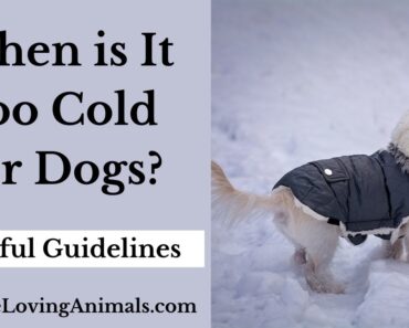 When is it Too Cold for Dogs?  | Most Dogs CANNOT Live Outdoors in Winter | Helpful Guidelines