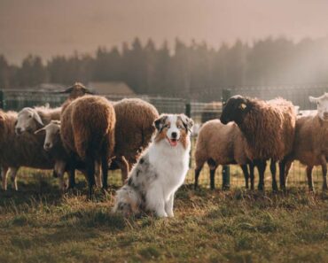 Pets and Survival – Survivopedia