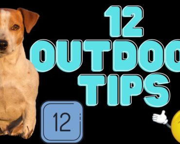 Jack Russell Terriers (12 Essential Tips For Prepping Your Yard The Right Way!)