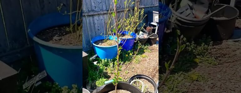 Peach Tree Waking Up 🍑🍑 #peach #gardening #prepper