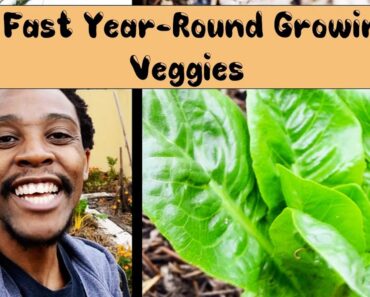 7 FAST GROWING SURVIVAL VEGETABLES TO GROW YEAR-ROUND AT HOME IN A CRISIS | SOUTH AFRICAN GARDEN