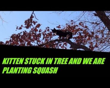Kitten Stuck In Tree & The Noobs are Planting Squash.  Prepper Garden 2022 #gardning #wintersquash