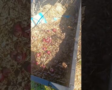 Compost Bin #garden #gardening #compost #preparation #prepper #prepping #survival #security  #tips