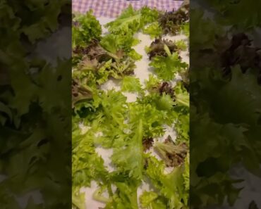 GROW Your OWN Food / Garden to Table #shorts #foodsecurity #gardening #prepper #prepping #lettuce