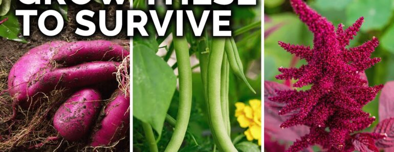 7 Survival Crops to Grow for MAXIMUM Calories