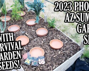Prepping Garden for Phoenix Summer, Passive Watering System & Survival Garden Seeds!