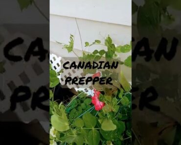 Canadian Prepper…..updates