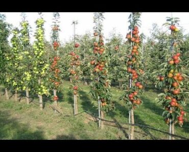 Hey Preppers! Is There a Shortage of Fruit Trees & Poultry?