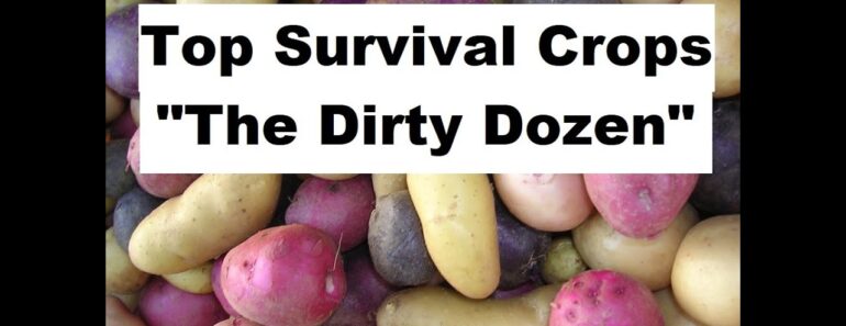 Top Survival Crops