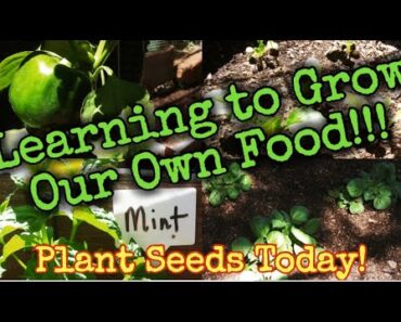 Learning to Grow Our Food/1st Garden Tour 2023/Plant Seeds Today/Keep Prepping and Don't Stop!