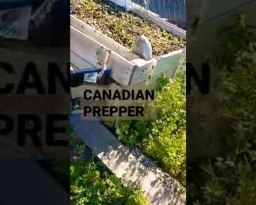 Drafting Canadians by Canadian Prepper