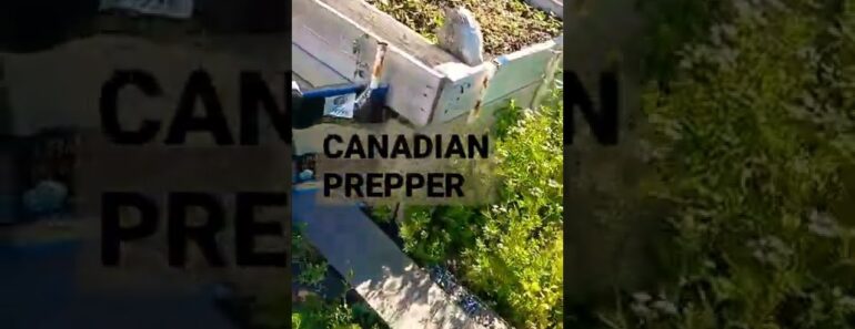 Drafting Canadians by Canadian Prepper