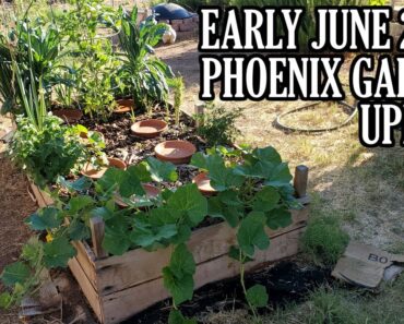 Early June 2023 Phoenix Garden Update, Gardening in the Desert, What Grows in EXTREME Summer Temps?