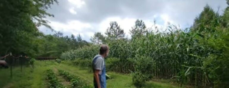 Southern Fried CORN | From FIELD to TABLE | Danny Corn