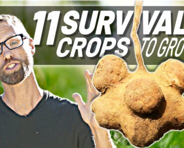 11 Crops to Grow To Survive Difficult Times!