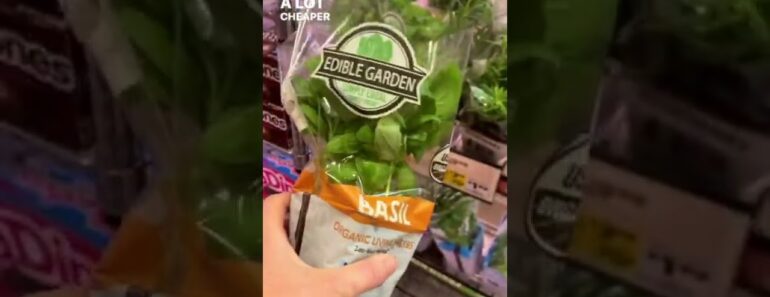 Stop Buying Herbs…Do this Instead – Herb Garden