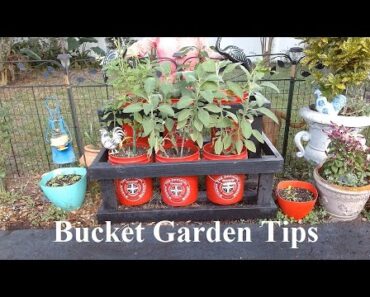 Bucket Garden – with Lady Prepper