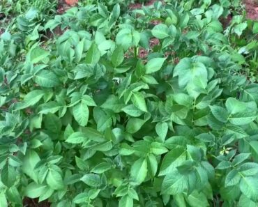 Prepper Garden Update, My Challenges This Year