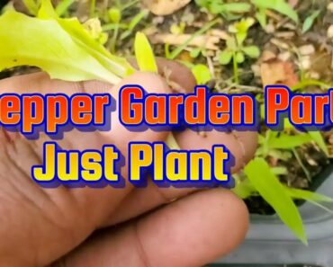 Prepper Garden Part 2 Just Plant #prepper #garden