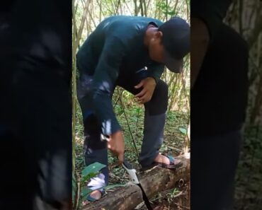 kembali ke alam ASMR #bushcraft #outdoors #camping #pendaki #cooking #survival #api #alam #shorts