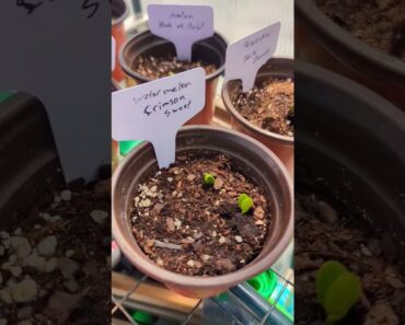 survival garden seeds – 5-6 days after Sowing Seeds ! #shorts