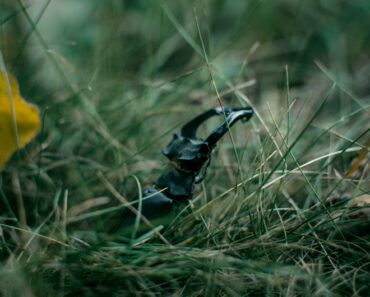 Surviving the Swarm: 7 Preparedness Tips for Dealing With Bugs Outdoors