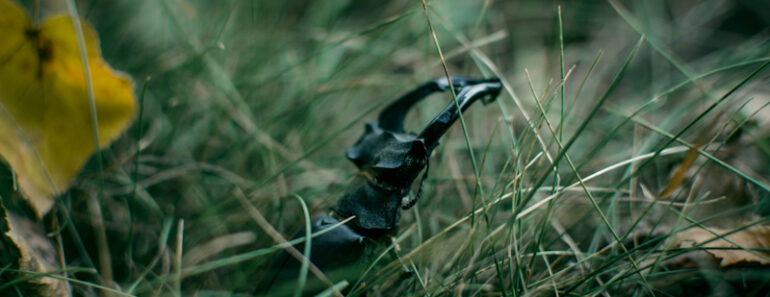 Surviving the Swarm: 7 Preparedness Tips for Dealing With Bugs Outdoors