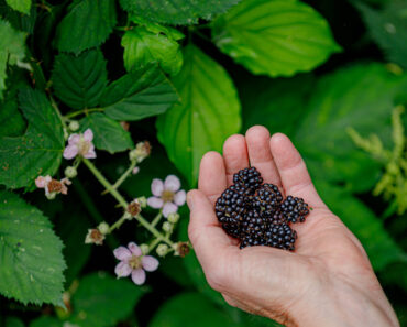 Wild fruits that grow in your area and how to use them
