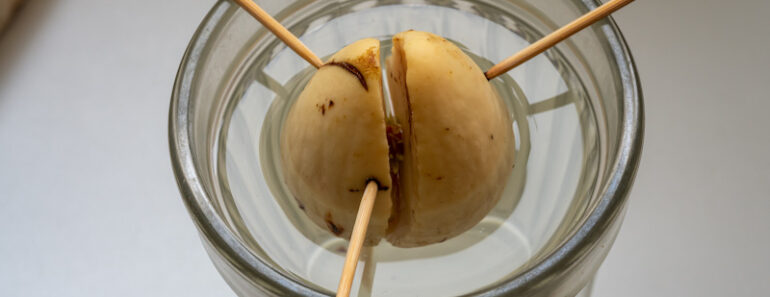 How to re-grow produce you bought from the store