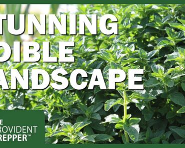 Oregano: A Stunning and Delicious Addition to Your Edible Landscape