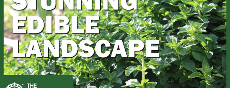 Oregano: A Stunning and Delicious Addition to Your Edible Landscape