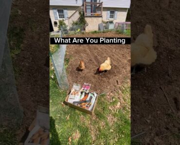 What Are You Planting This Year In Your Homestead Garden? #shorts #prepper #garden #prepared