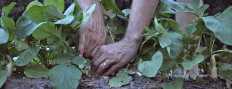 Survival Food Supply: Keep it EASY with SIMPLE Row Gardening! (No Irrigation, Minimal Fertilizer!)