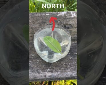 Are you lost in the wild? No problem! #compass #livehacks #outdoors #survival #shorts