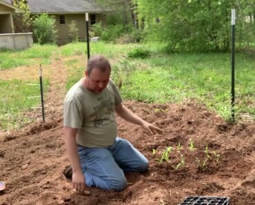 Prepper Garden: Planting Corn In A Variation Of The Three Sisters Garden