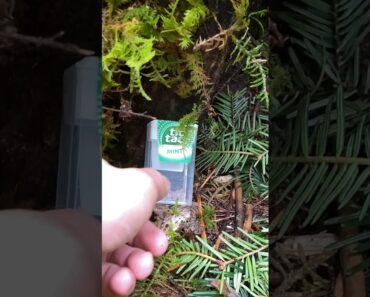 Camping life hack #shorts #bushcraft #camping #survival #outdoors #shorts