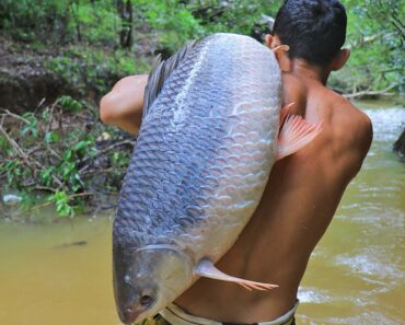 Amazing! Cooking Biggest Fish 26.5kg in Forest Eat to Survival