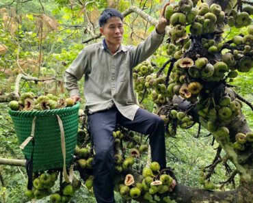 Harvesting Natural Fruit Garden goes to the market sell | Solo Survival