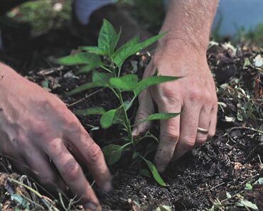 Don't Worry About Your Bad Dirt: Here's How to Make an Instant Garden and Start Gardening TODAY!