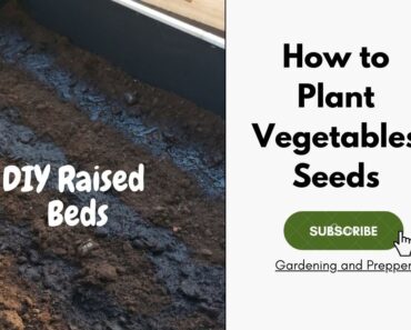How to plant Vegetables Seeds in Raised Beds Garden | Gardening and prepper