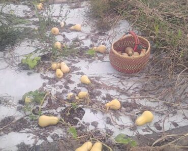 Survival, growing food that is hidden in plan sight