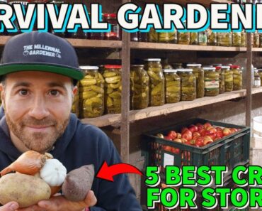 5 BEST Crops To Grow For Food Security And Food Storage