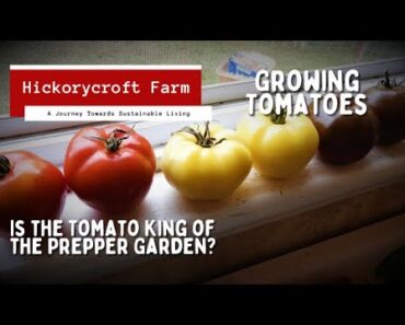 Growing Tomatoes | Is the Tomato King of the Prepper Garden?