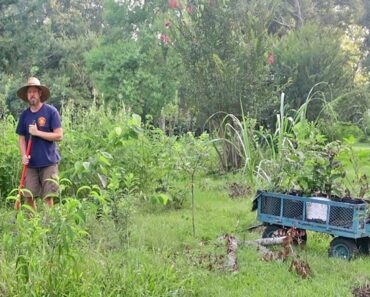 How to Start a Food Forest the Easy Way