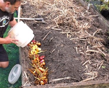 What Happens When You Bury Kitchen Scraps in the Garden?
